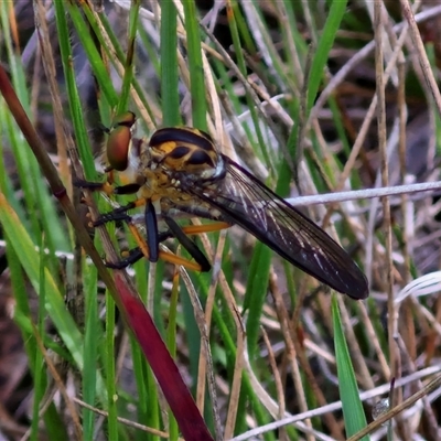 Ommatius coeraebus (a robber fly) at Bungonia, NSW - 18 Jan 2025 by trevorpreston