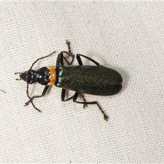 Chauliognathus lugubris (Plague Soldier Beetle) at Higgins, ACT - 19 Jan 2025 by AlisonMilton