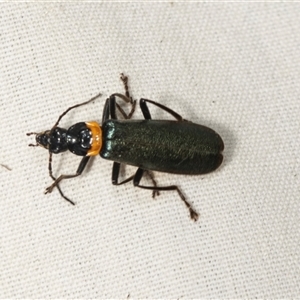 Chauliognathus lugubris (Plague Soldier Beetle) at Higgins, ACT by AlisonMilton