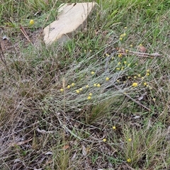 Calocephalus citreus (Lemon Beauty Heads) at Bungonia, NSW - 19 Jan 2025 by trevorpreston