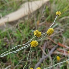 Calocephalus citreus at Bungonia, NSW - 19 Jan 2025