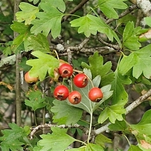 Crataegus monogyna (Hawthorn) at Bungonia, NSW by trevorpreston