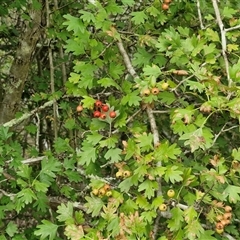 Crataegus monogyna at Bungonia, NSW - 19 Jan 2025