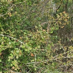 Crataegus monogyna at Bungonia, NSW - 19 Jan 2025 09:55 AM