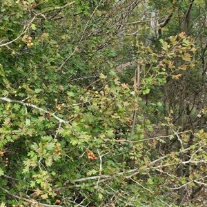 Crataegus monogyna at Bungonia, NSW - 19 Jan 2025