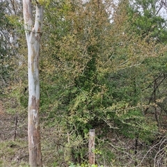 Crataegus monogyna at Bungonia, NSW - 19 Jan 2025