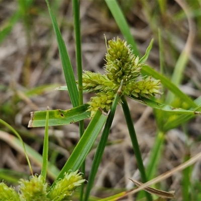 Cyperus (Flat Sedges) at Bungonia, NSW - 19 Jan 2025 by trevorpreston