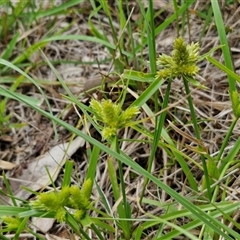 Cyperus at Bungonia, NSW - 19 Jan 2025 09:55 AM