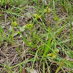 Cyperus at Bungonia, NSW - 19 Jan 2025 09:55 AM