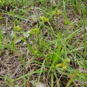 Cyperus at Bungonia, NSW - 19 Jan 2025 09:55 AM