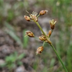 Fimbristylis dichotoma (A Sedge) at Bungonia, NSW - 18 Jan 2025 by trevorpreston