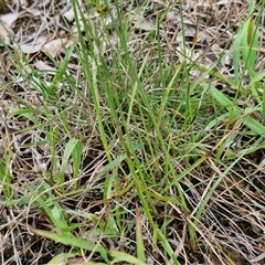 Fimbristylis dichotoma at Bungonia, NSW - 19 Jan 2025