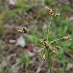 Fimbristylis dichotoma at Bungonia, NSW - 19 Jan 2025