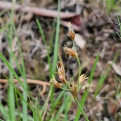 Fimbristylis dichotoma at Bungonia, NSW - 19 Jan 2025