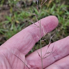 Aristida ramosa (Purple Wire Grass) at Bungonia, NSW - 18 Jan 2025 by trevorpreston