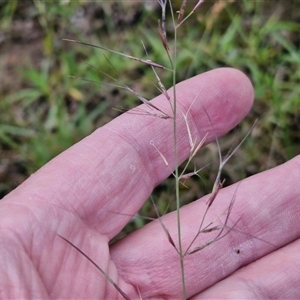 Aristida ramosa at Bungonia, NSW - 19 Jan 2025