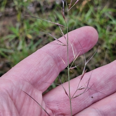 Aristida ramosa (Purple Wire Grass) at Bungonia, NSW - 19 Jan 2025 by trevorpreston