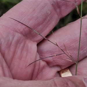 Aristida ramosa at Bungonia, NSW - 19 Jan 2025