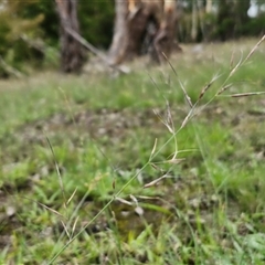 Aristida ramosa at Bungonia, NSW - 19 Jan 2025