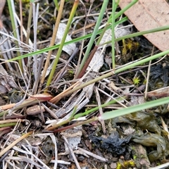 Aristida ramosa at Bungonia, NSW - 19 Jan 2025