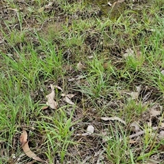 Aristida ramosa at Bungonia, NSW - 19 Jan 2025