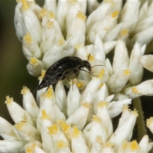 Mordella sp. (genus) (Pintail or tumbling flower beetle) at Acton, ACT by AlisonMilton