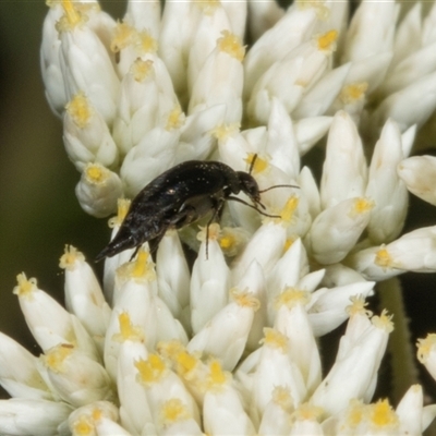 Mordella sp. (genus) (Pintail or tumbling flower beetle) at Acton, ACT - 11 Dec 2024 by AlisonMilton