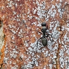 Camponotus sp. (genus) (A sugar ant) at Bungonia, NSW - 19 Jan 2025 by trevorpreston