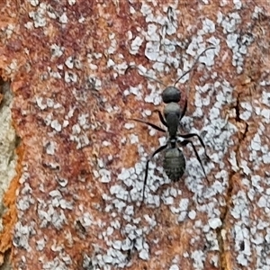 Camponotus sp. (genus) (A sugar ant) at Bungonia, NSW by trevorpreston