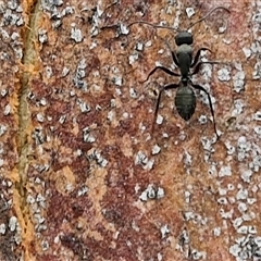 Camponotus sp. (genus) at Bungonia, NSW - 19 Jan 2025 09:50 AM