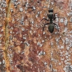 Camponotus sp. (genus) at Bungonia, NSW - 19 Jan 2025 09:50 AM