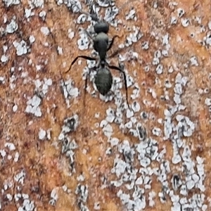 Camponotus sp. (genus) at Bungonia, NSW - 19 Jan 2025 09:50 AM