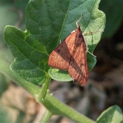 Uresiphita ornithopteralis (Tree Lucerne Moth) at Higgins, ACT - 15 Jan 2025 by AlisonMilton