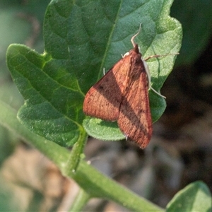 Uresiphita ornithopteralis at Higgins, ACT - 15 Jan 2025 07:25 AM