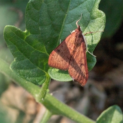 Unidentified Geometer moth (Geometridae) at Higgins, ACT - 14 Jan 2025 by AlisonMilton