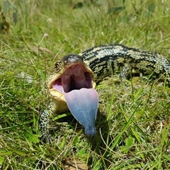 Tiliqua nigrolutea (Blotched Blue-tongue) at Tinderry, NSW - 19 Jan 2025 by danswell