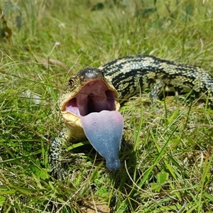 Tiliqua nigrolutea (Blotched Blue-tongue) at Tinderry, NSW by danswell