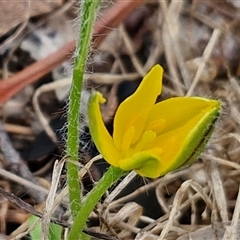 Hypoxis hygrometrica (Golden Weather-grass) at Bungonia, NSW - 19 Jan 2025 by trevorpreston