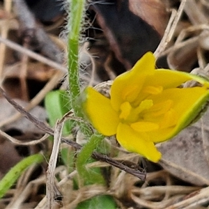 Hypoxis hygrometrica at Bungonia, NSW - 19 Jan 2025 09:48 AM