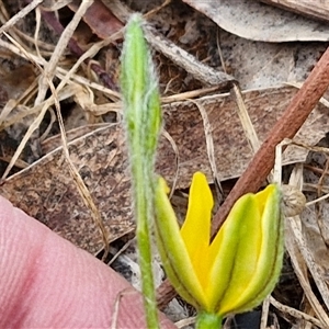 Hypoxis hygrometrica at Bungonia, NSW - 19 Jan 2025