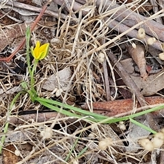 Hypoxis hygrometrica at Bungonia, NSW - 19 Jan 2025 09:48 AM