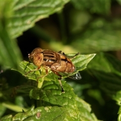 Eristalinus punctulatus (Golden Native Drone Fly) at Higgins, ACT - 14 Jan 2025 by AlisonMilton