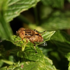 Eristalinus punctulatus at Higgins, ACT - 15 Jan 2025