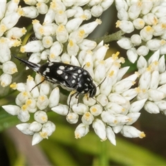 Mordella dumbrelli (Dumbrell's Pintail Beetle) at Acton, ACT - 11 Dec 2024 by AlisonMilton