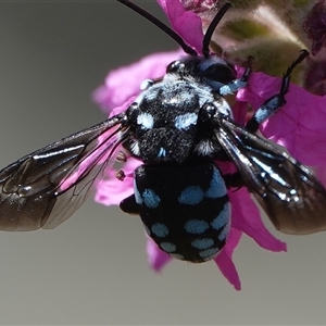 Thyreus caeruleopunctatus (Chequered cuckoo bee) at Acton, ACT by Anna123