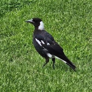 Gymnorhina tibicen (Australian Magpie) at Braidwood, NSW by MatthewFrawley