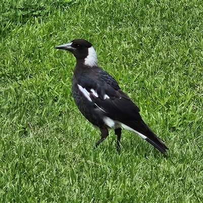 Gymnorhina tibicen (Australian Magpie) at Braidwood, NSW - 19 Jan 2025 by MatthewFrawley