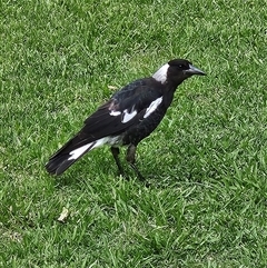 Gymnorhina tibicen at Braidwood, NSW - 19 Jan 2025 03:31 PM