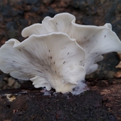 Omphalotus nidiformis (Ghost Fungus) at Bermagui, NSW - 19 Jan 2025 by Teresa