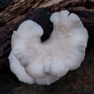 Omphalotus nidiformis at Bermagui, NSW - 19 Jan 2025 10:20 AM